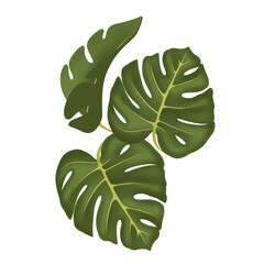 leaves isolated png