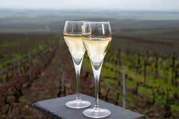 Tasting of brut champagne sparkling wine outdoor with view on pinot noir gran cru vineyards of famous champagne houses in Montagne de Reims near Verzenay, Champagne, France
