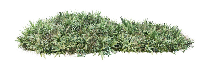 A wide variety of plants