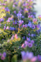 Obraz premium Echium plantagineum in the rays of the setting sun near the Mediterranean Sea. Flora of Israel.
