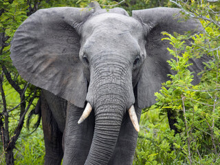 Wild African savanna elephant walks through acacia bushes.