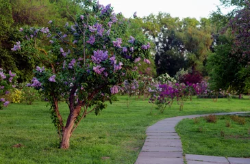 Foto op Plexiglas Blossoming decorative purple lilac Syringa tree in park © Mariana Rusanovschi