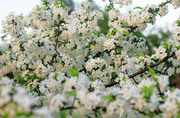 Beautiful spring blooming cherry tree, white flowers
