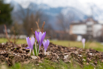 spring crocus flowers in Zakopane park, Tatra mountains, early spring Tatry, purple violet saffron...