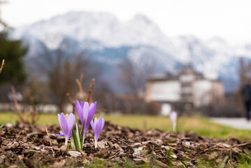 spring crocus flowers in Zakopane park, Tatra mountains, early spring Tatry, purple violet saffron flowers with snowy Giewont in the background, Zakopane, Poland