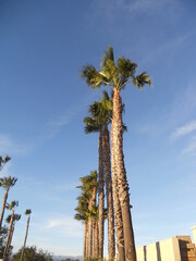 Palms Tree in USA