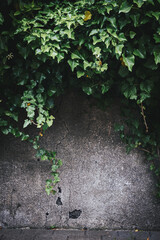 Texture of concrete wall with green leafs hanging down on the edge. Background