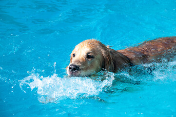 A Golden Retriever dog, Canis lupus familiaris, swimming in a pool