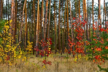 Beautiful autumn in the forest, young maples in a pine forest in October.
