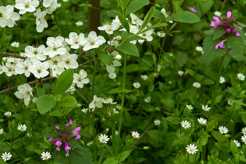 Spring, beautiful wildflowers and young green grass.