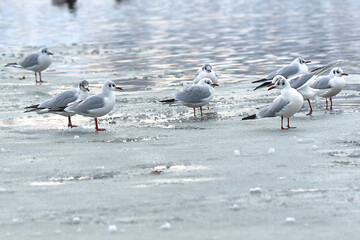 Seagulls on the ice near the shore.