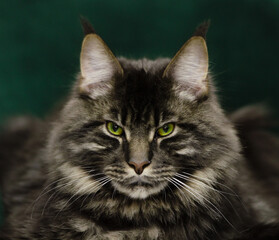 Naklejka premium Maine Coon kitten on a dark background 3