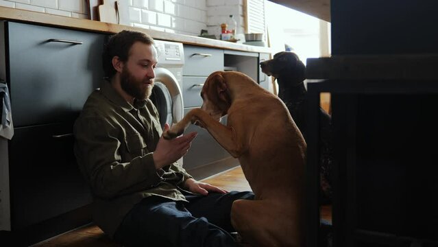 A young millennial freelancer with a beard is sitting on the kitchen floor with his two dogs, playing with them and taking a break from work. A pleasant company of pet friends at home. 4k footage
