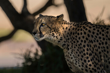 This close up image captures a portrait of a wild cheetah with it's face illuminated by sunlight. 