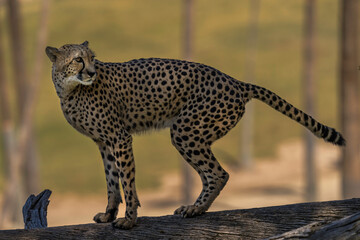 This image shows a wild cheetah looking over it's shoulder as it walks along a fallen tree. 