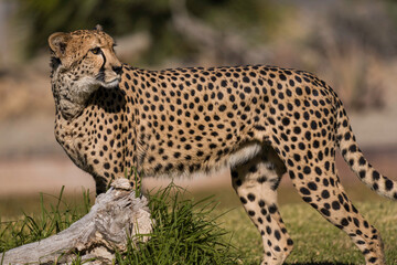 This image shows a wild cheetah looking over it's shoulder as it walks through an African landscape.