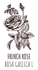 Drawings of a wild rose, FRENCH ROSE. Hand drawn illustration. Latin name ROSA GALLICA L.
