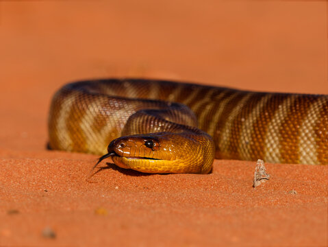Woma python - Aspidites ramsayi also Ramsay's python, Sand python or Woma, snake on the sandy beach, endemic to Australia, brown and orange with darker striped or brindled markings