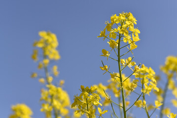 Fototapeta premium 菜の花