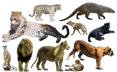Set of wild mammals isolated over white background, mainly Felidae