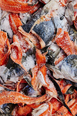 frozen salmon fish scraps orange color good food