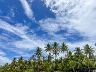 Obraz na płótnie Canvas Tall palm trees on the beaches in Itacare, Bahia, on the 4 beaches trail