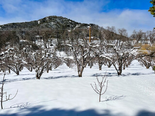 Snowy Day with Snow in a Mountain Apple Orchard in Winter