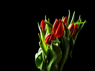 Beautiful bouquet of red tulips. Brown color dark color in the background. Selective focus. Still life. Gift to woman on a special occasion.