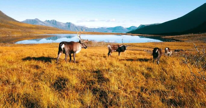 Aerial: Drone Shot Of Reindeer Grazing On Dry Grassy Land By Lake Amidst Mountains During Sunny Day - Tromso, Norway
