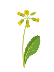 Vector illustration, Primula veris, cowslip, or primrose cowslip, herb plant, isolated on white background.