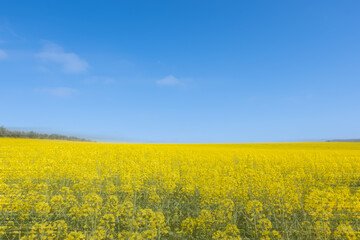 Obraz premium Campos de flores amarillas sobre un cielo azul forman la bandera de Ucrania.