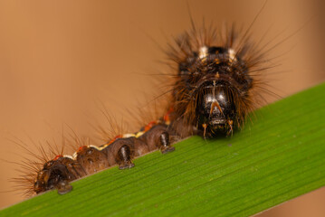 beautiful colorful caterpillar on a green stem