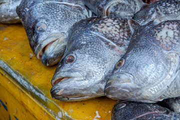 Snapper fish heads traded in traditional markets