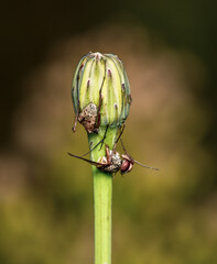 a halved fly on a green flower bud