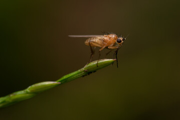 fly on a green stalk