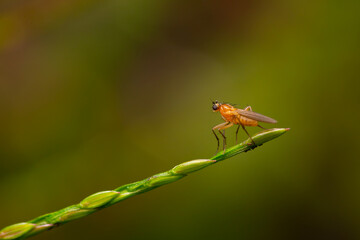 fly on a green stalk
