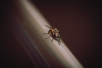 fly on a metallic frame