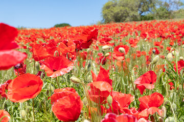 Fototapeta premium Campos de amapolas rojas en un prado verde.