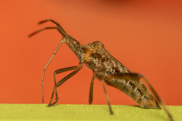 Wtykowate (Coreidae) Leaf-footed bug on the orange background 