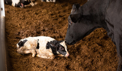 Newborn white with black calf laying on ground near mother cow on livestock dairy farm