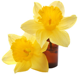 Flower daffodil with essential oil