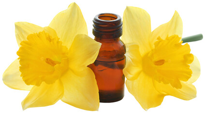 Flower daffodil with essential oil