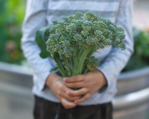 Young boy holding broccoli in garden