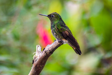 Fototapeta na wymiar colibrí