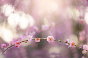 梅花