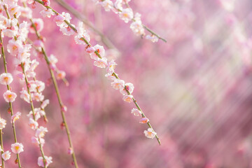 梅花