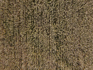 buckwheat field from the air. Aerial flying above stunning beautiful fields with buckwheat blossom. Wonderful drone video above white flowers for ecological concept.