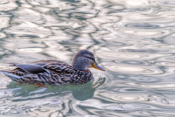 Female mallard duck, portrait of a duck with reflection in clean lake water.