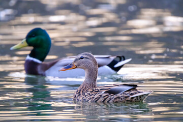 Mallard ducks on the lake with reflections in clean water.