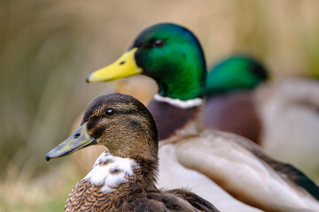 Mallard ducks on the lake with reflection in clean water.